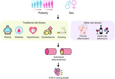 Impact of puberty, sex determinants and chronic inflammation on cardiovascular risk in young people